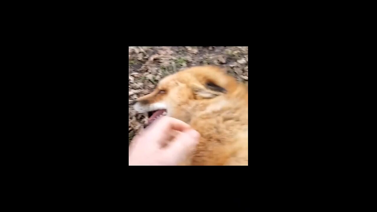 fox run fight