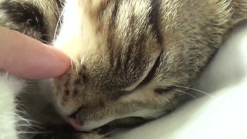 Adorable Purring Little Cat Sleeps on His Forehead