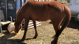 Little visits with Banjo the brumby