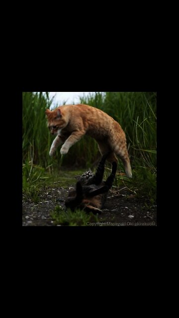 Funny Cats and Kittens Meowing Compilation #05 #shorts