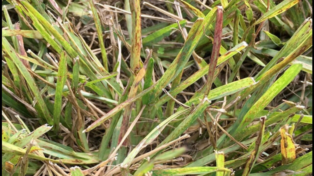 Lethal lawn virus spreading in Palm Beach County