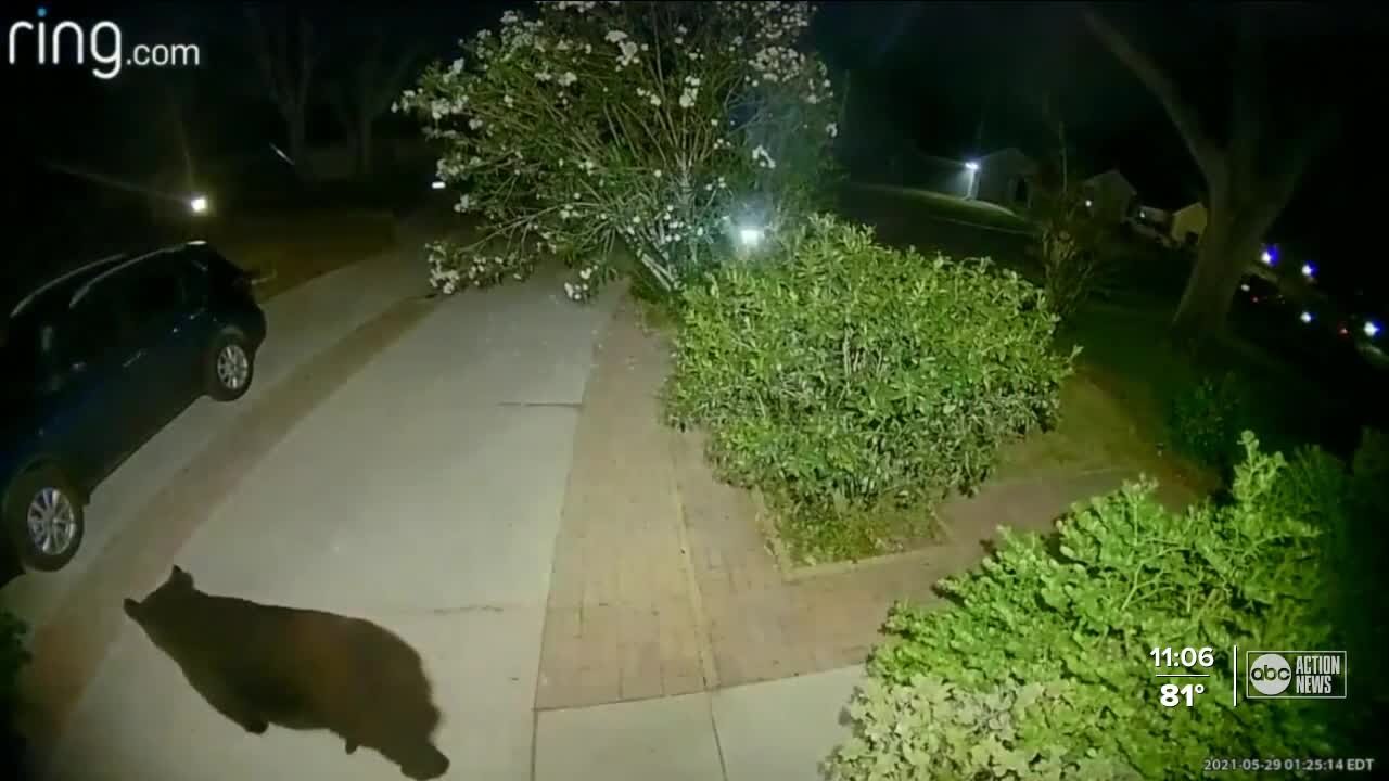 Philippe Park closed Tuesday due to black bear sighting