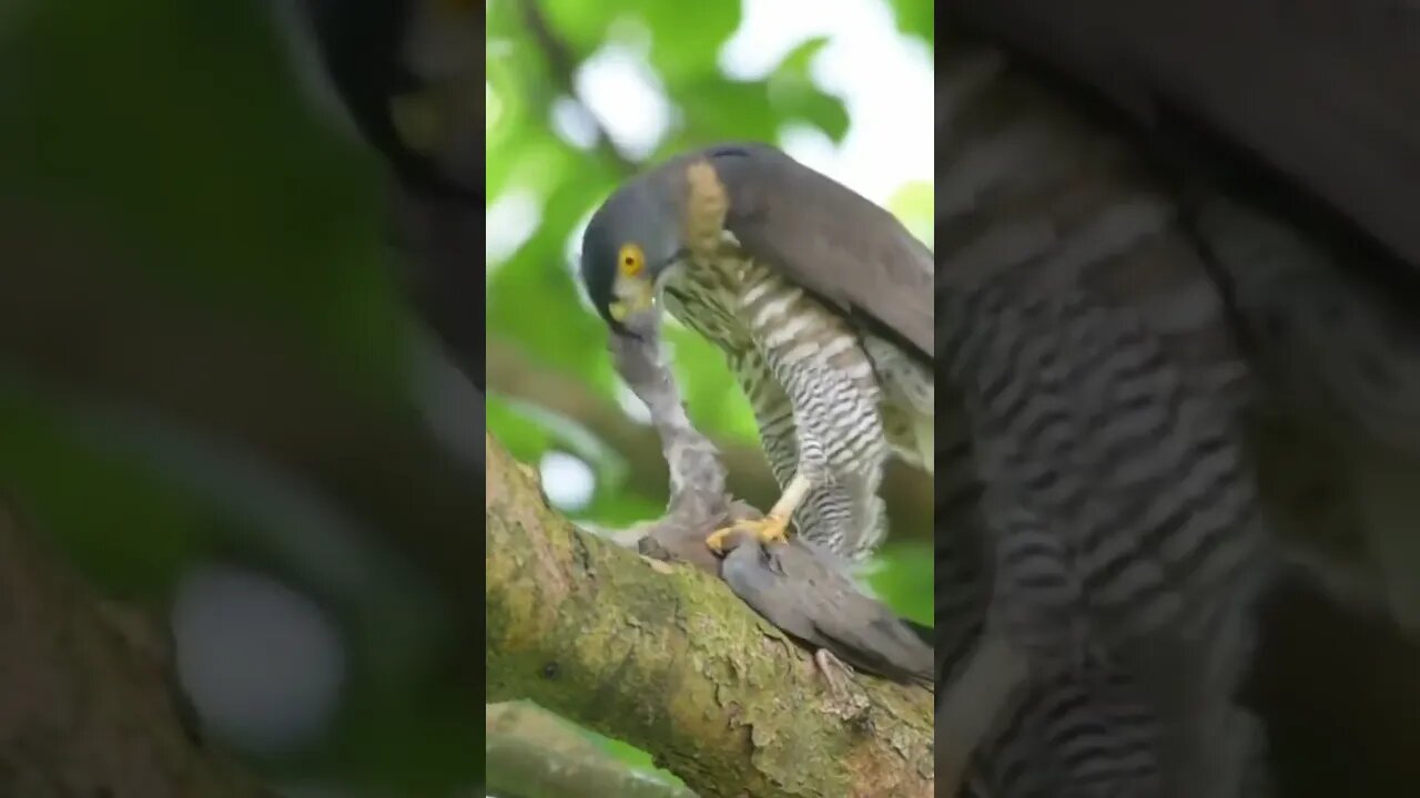 Gavião carijó captura e dilacera pombo