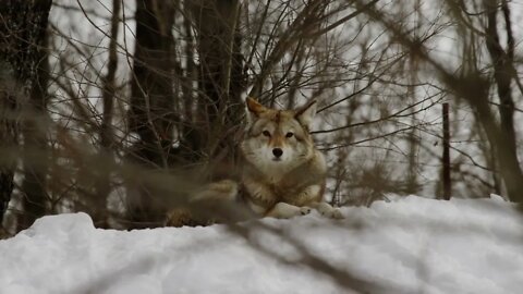 Coyote Rack Focus From Trees To Animal