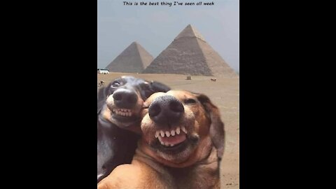 funny animals