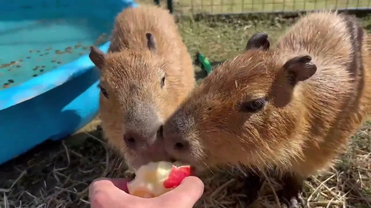 Capybara vs Piglet (Quandale Dingle Dies)-10