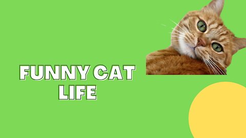 Funny and cute cat life👯😺 Cats and owners best friends