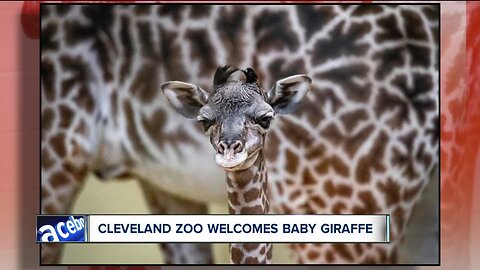 The Cleveland Metroparks Zoo welcomes new giraffe calf, and he's adorable