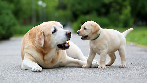 Coolese squirrel ever uses big dog as very own Uber