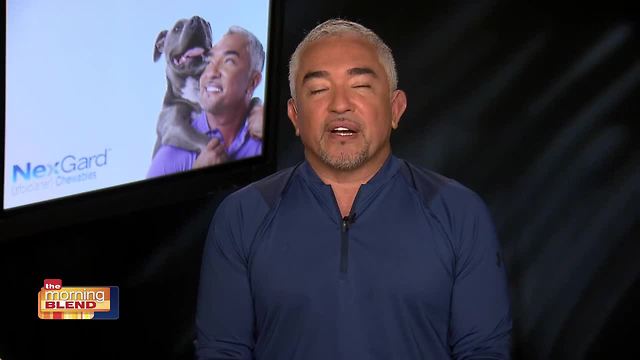 Cesar Milan With Nexguard