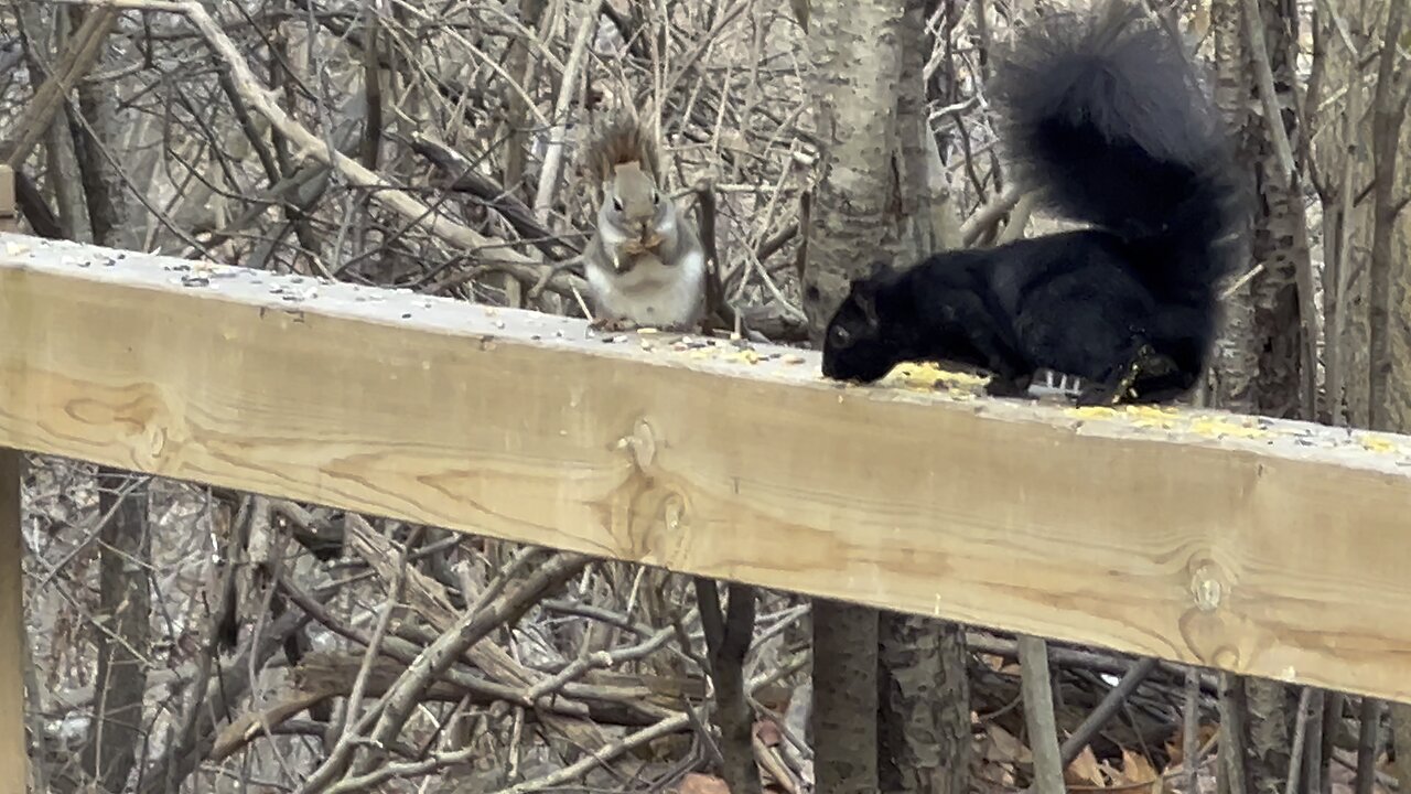 Red-Tailed Squirrel the sheyets disturber