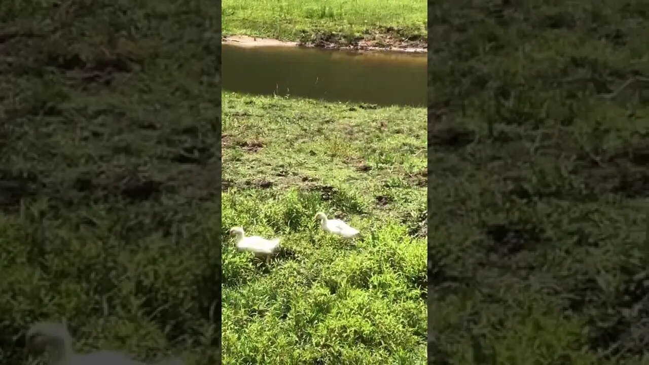 Gander on watch with goslings