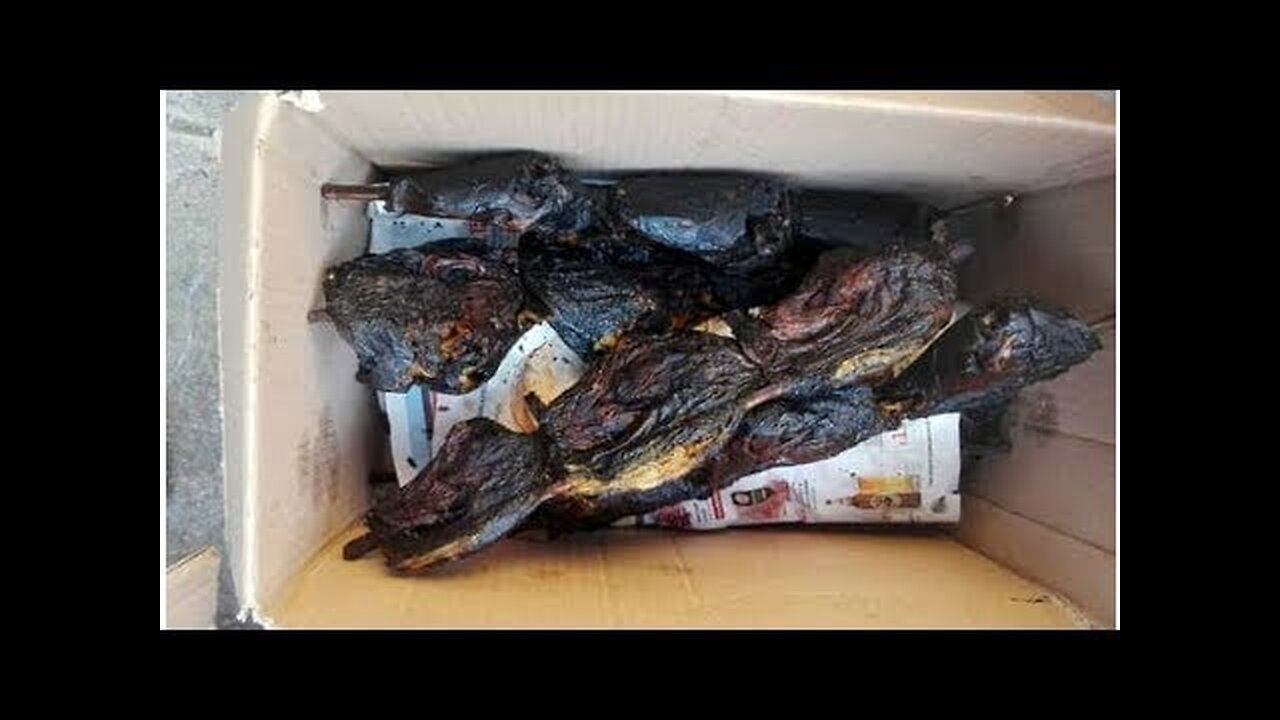 il bushmeat africano di topi e nutrie che diventano spiedini da street food a Torino,i migranti africani pescavano le nutrie dal fiume Po,le cucinavano e poi le vendevano nei mercati ambulanti perchè in Africa si mangiano i topi e altro normalmente