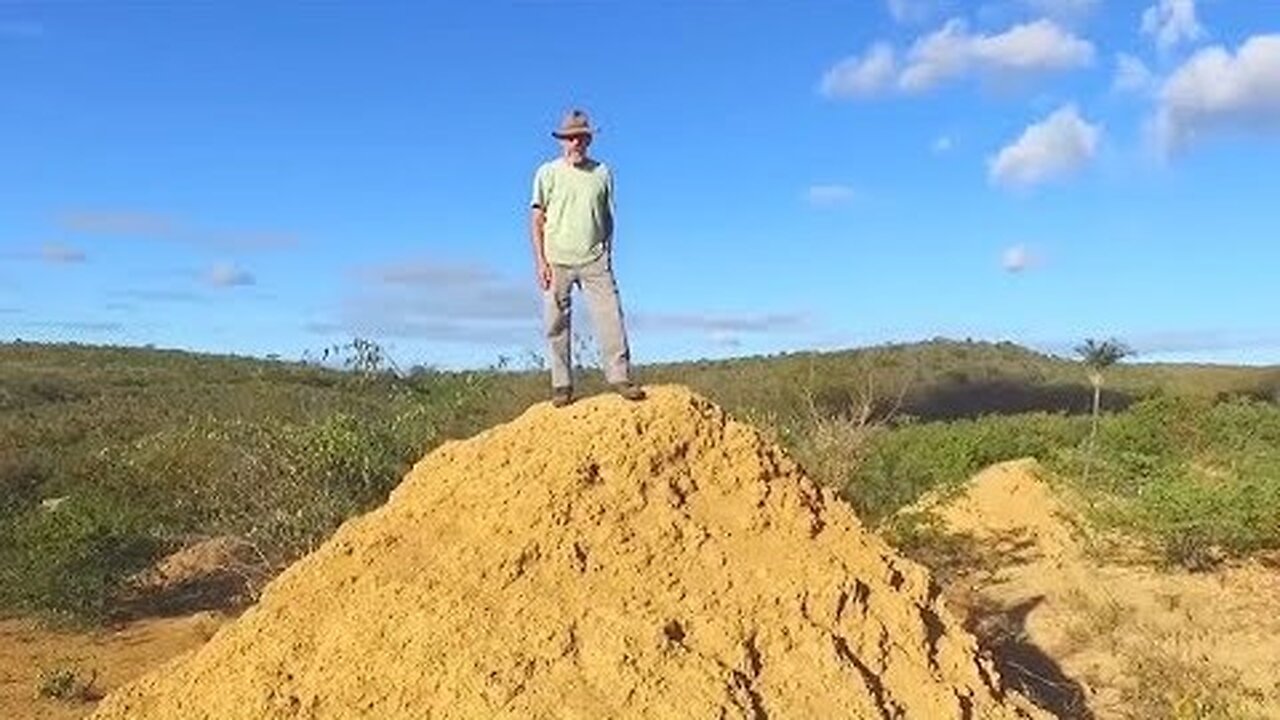 Termites Build Colony Larger Than England