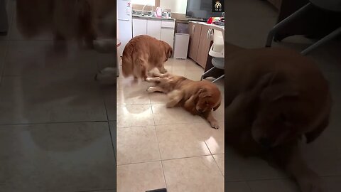 🤣 🐶Cleaning the floor 😂 | #Funny #dog #short videos 2023