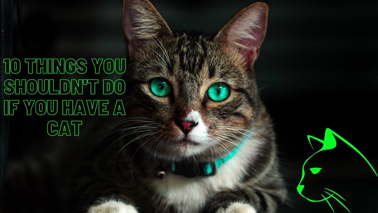 10 THINGS YOU DON'T HAVE TO DO IF YOU HAVE A CAT!!! #petsadara