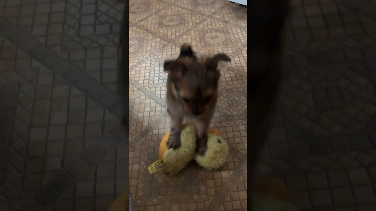 Yorkshire Terrier Puppy VS Donald Duck 🦆🐶