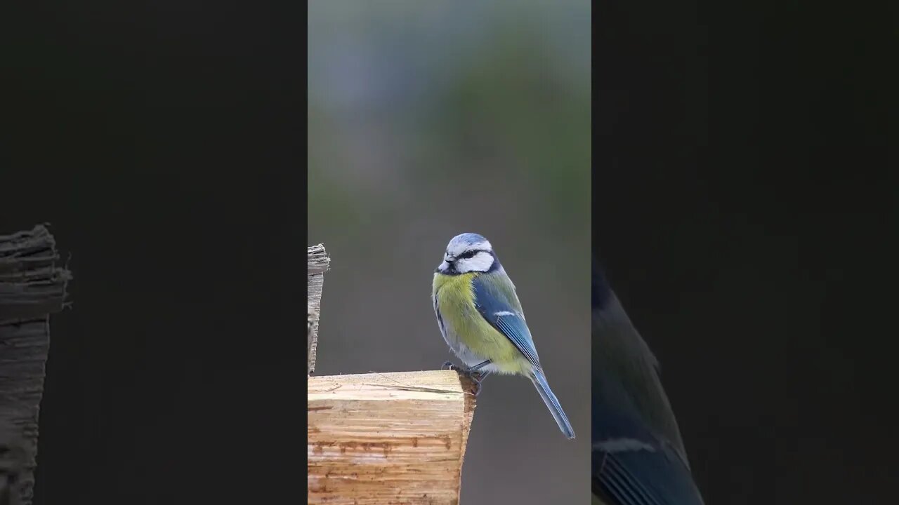 Andromeda ~ Relaxing Bird Sounds