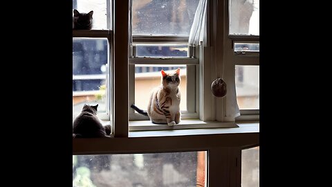 Pawsitively Adorable, Playful Kittens