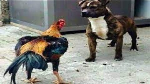 Dog Vs Chicken Funny Fight