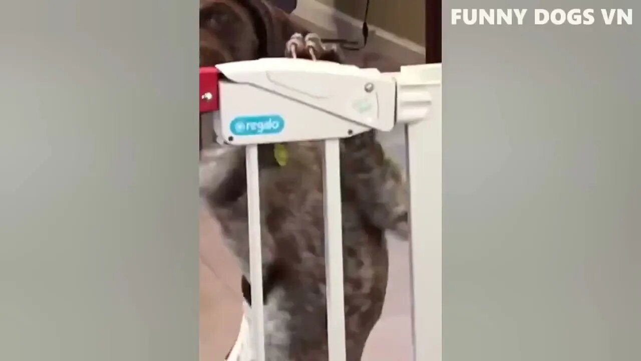 Funniest Animals Video - Funny Dogs And Cats - Try Not To Laugh Animals 2022