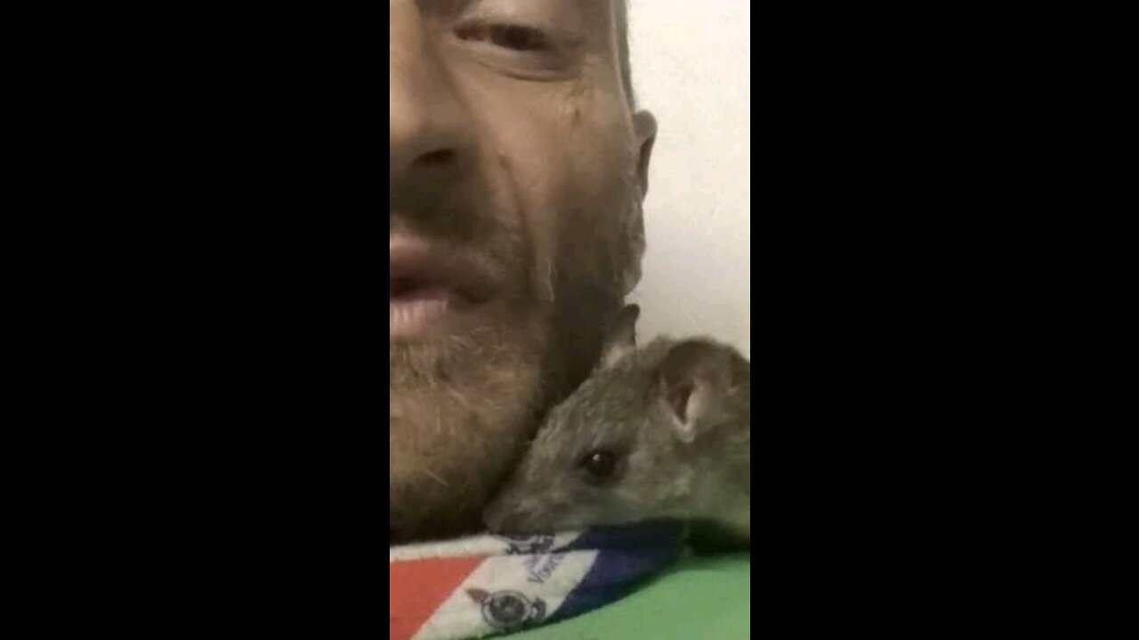 Pet Wild Rat (RIP)