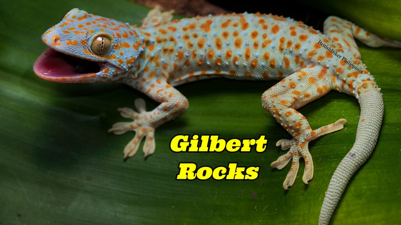 Tokay Gecko In Our Garage