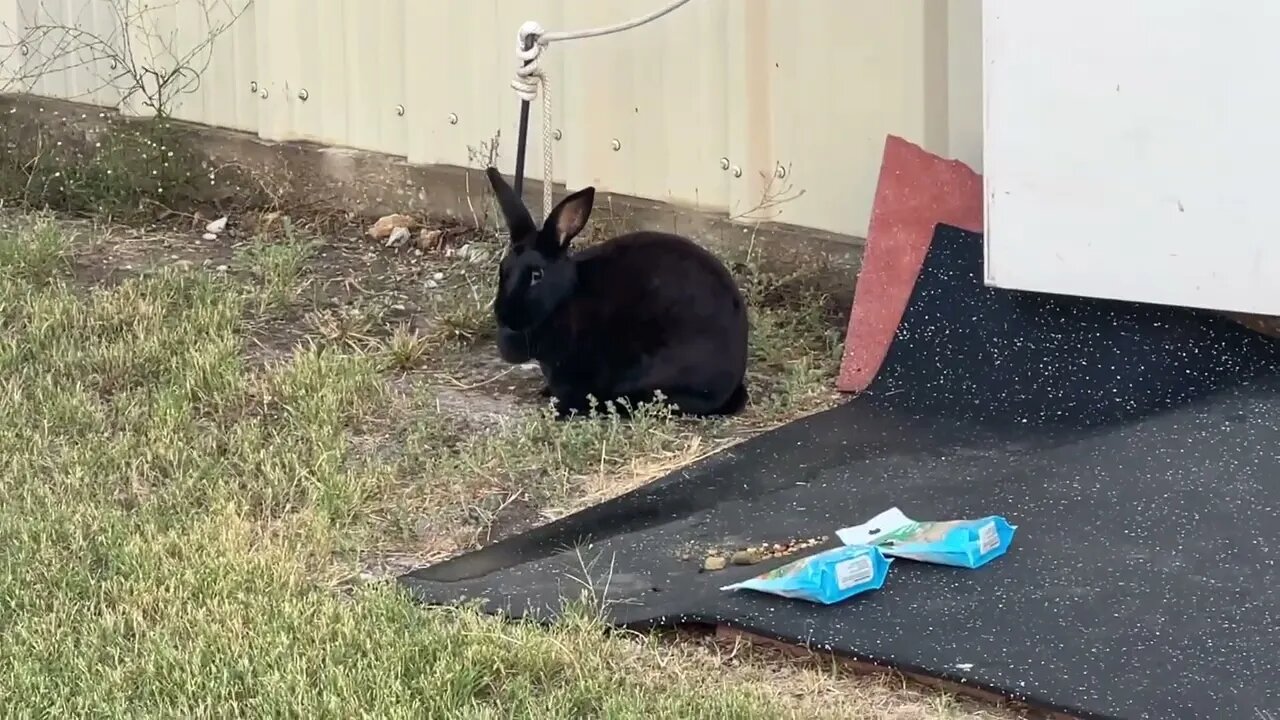 Using Horse Training Techniques On A Rabbit - Desensitizing A Rabbit To Fear Sound