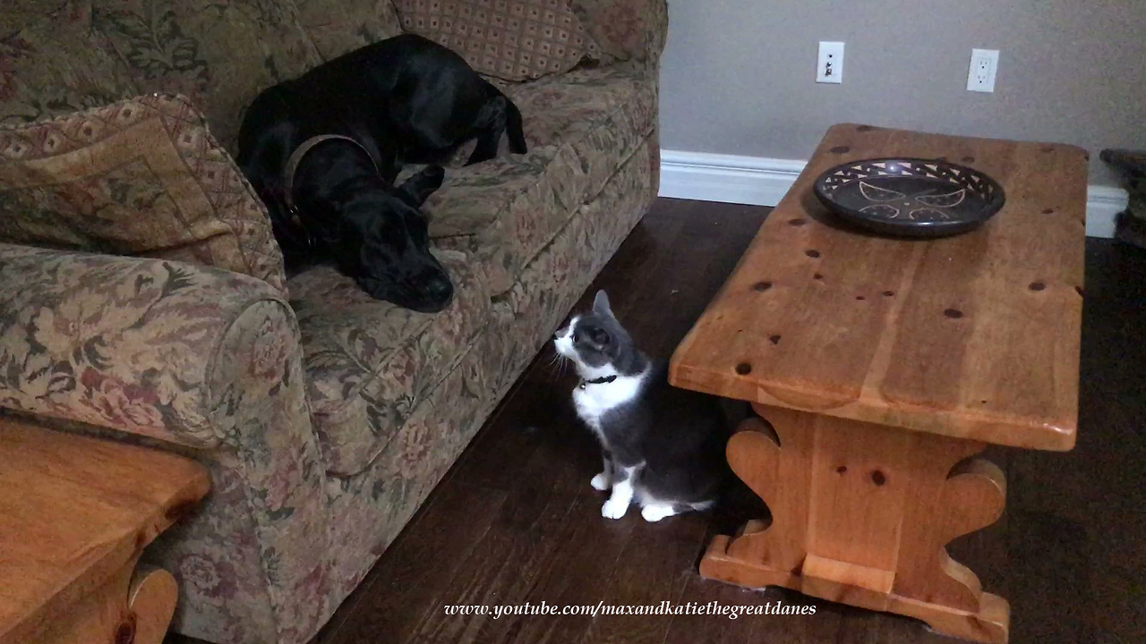 Great Dane is Pooped After Playing with Cat and Golden Retrievers