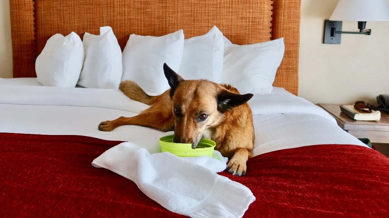 Breakfast w/ Sierra - Cancer Update From Our Hotel Room in Colorado