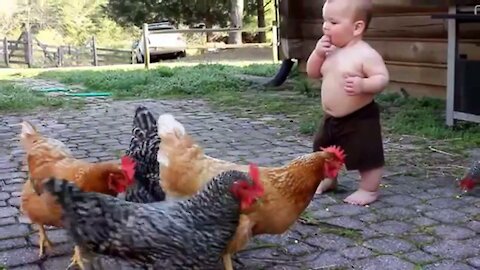 Mother Hen 🐔 Protecting Chicks 🐥 Cute Mama Hen and Chicks Videos 🐣 Baby Chicks & Hen Video