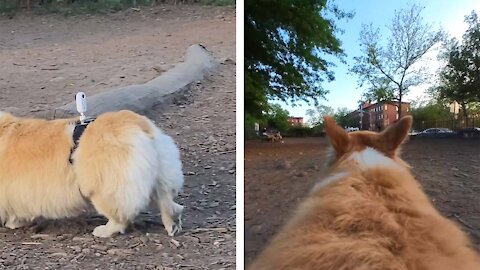 Owner puts a camera on his dog at the dog park