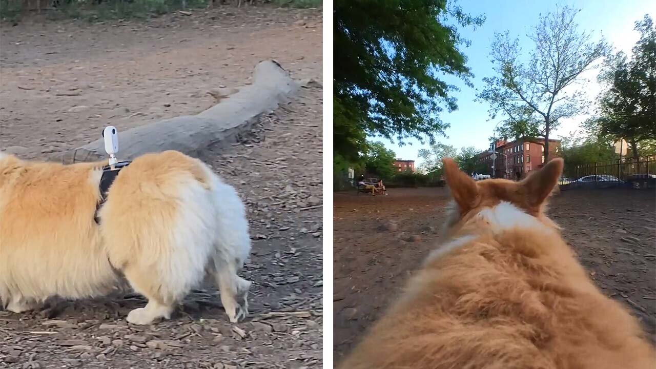 Owner puts a camera on his dog at the dog park