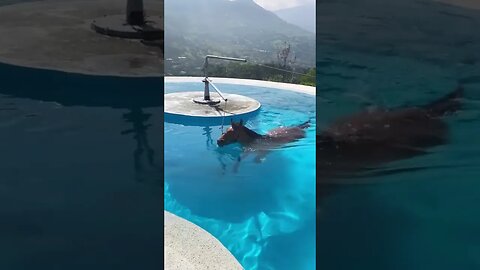 A swimming pool for a horse #shorts #cool #horse