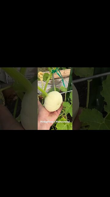 A few things popping up in the garden I’d like to show you