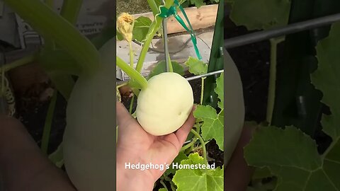 A few things popping up in the garden I’d like to show you