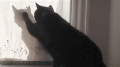 Un chat se fait avoir par l'ombre de sa sœur