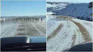 Antilocapras correm de forma veloz à frente de carro