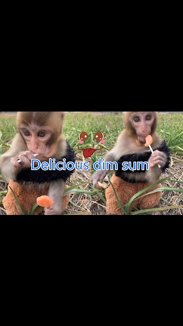 Little monkey eating candy