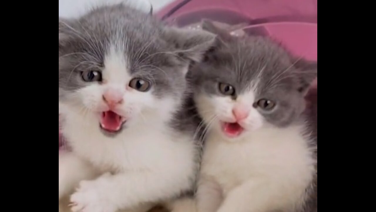 ANGRY BABY CATS FUNNY VIDEO