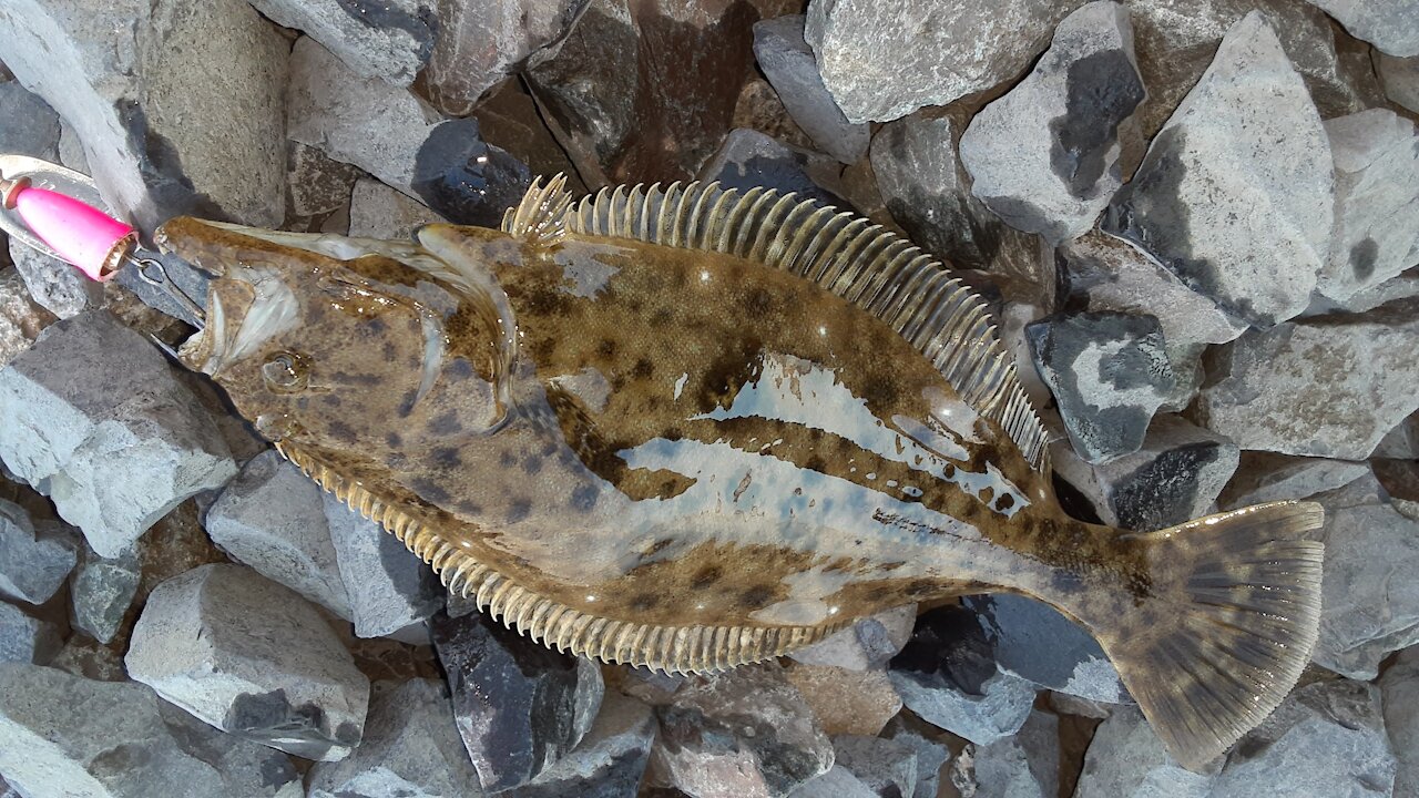 Flounder on a blue fox.