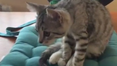 Cat shows off Yoga pose