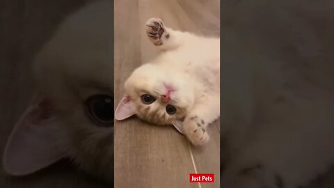 Adorable #cute #tiktok #funnyanimals #funnyvideos #cat