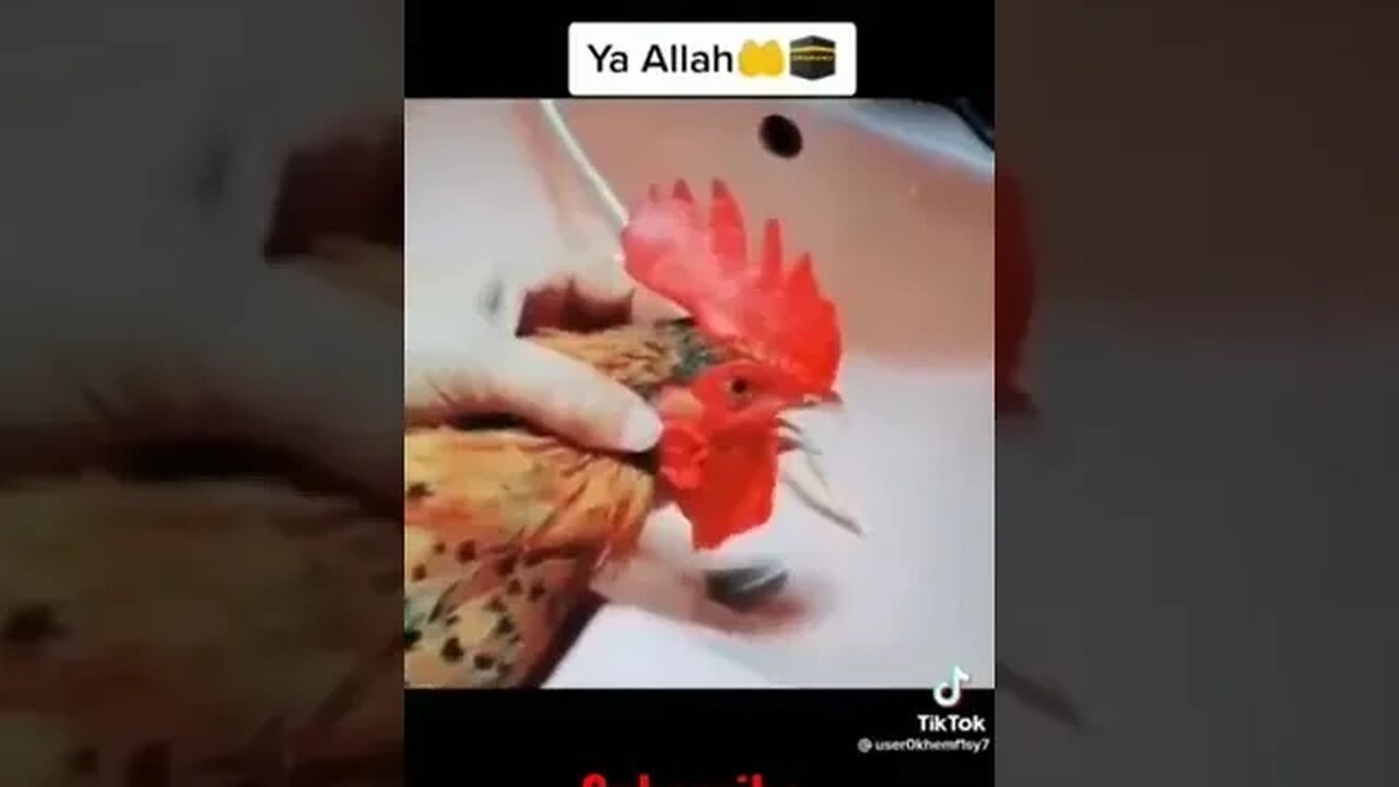 Allah Allah Hen #hen #trending #youtubeshorts #shorts #short #viral