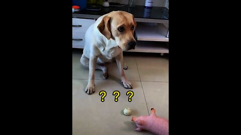 狗：這豬怎麼死了 又下毒😒＃Shorts#Dog # 狗狗