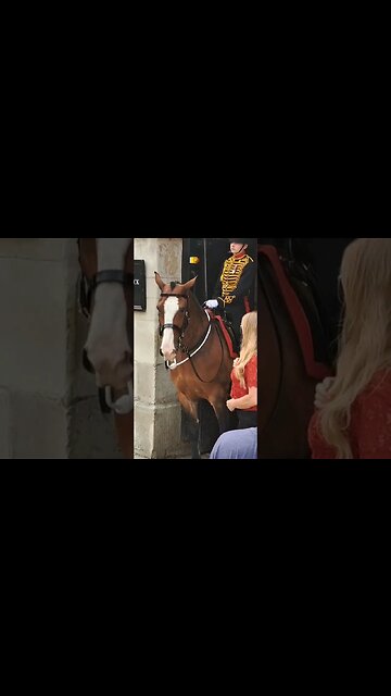 The horse has a lot to say #horseguardsparade