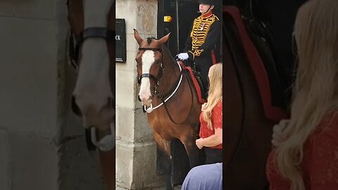 The horse has a lot to say #horseguardsparade