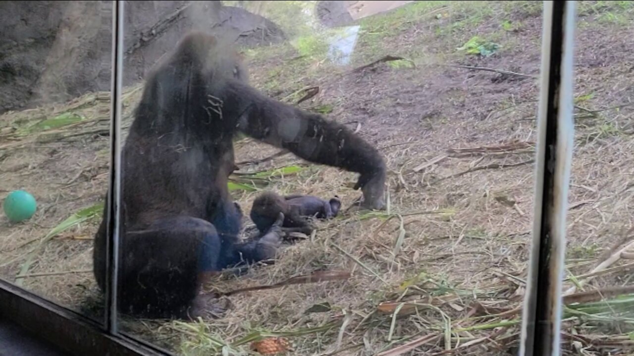 Baby and newborn out with family at Gorilla Falls Exploration Trail Disney's Animal Kingdom