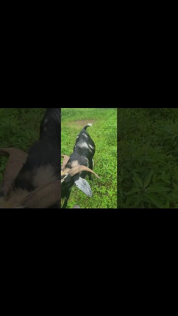 Hottest thing on the farm!