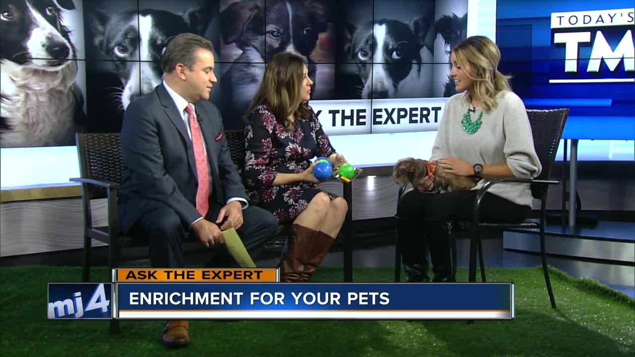 Ask the Expert: Enrichment for your pets